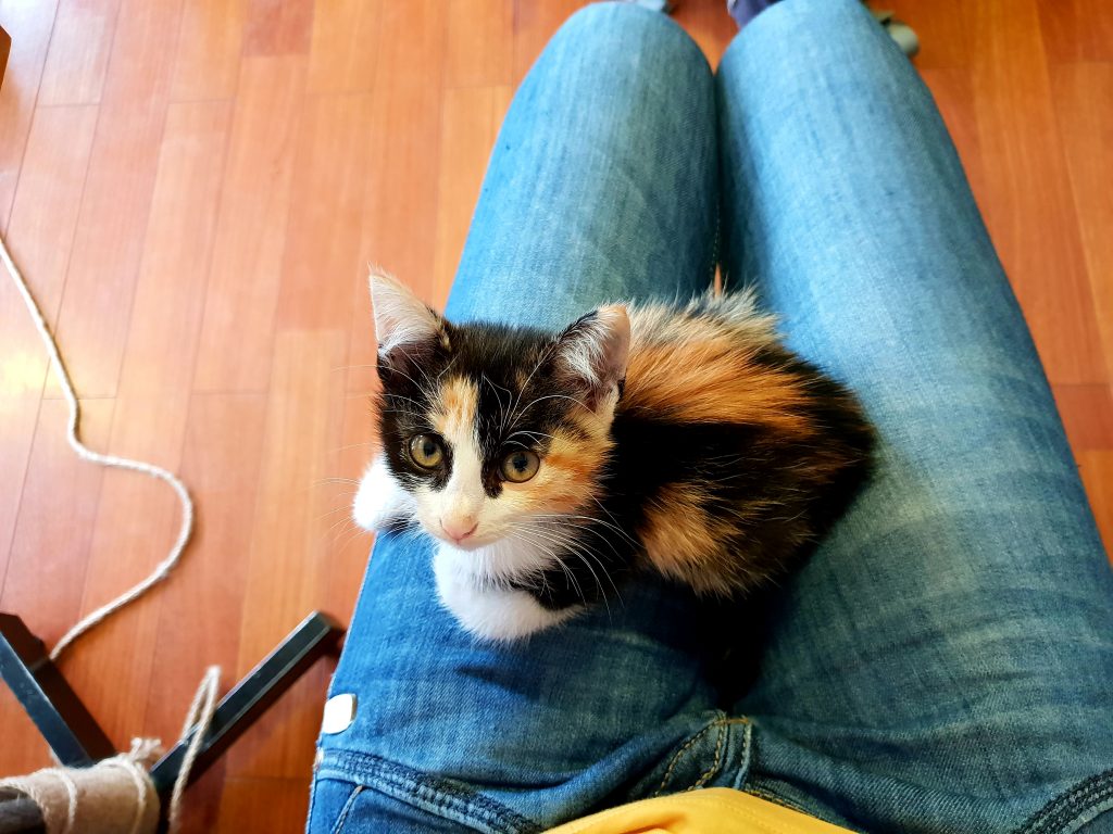 Mini Kitty auf Annis Schoß
