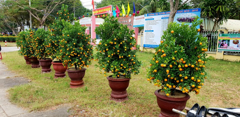 Zwergorangenbäume in Hoi An