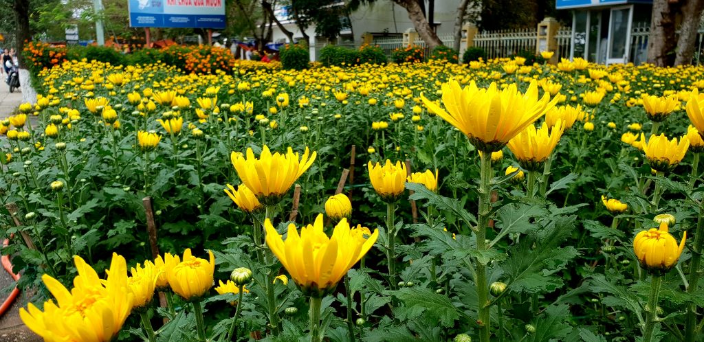 Margeritensträuche zum Verkauf am Straßenrand in Hoi An