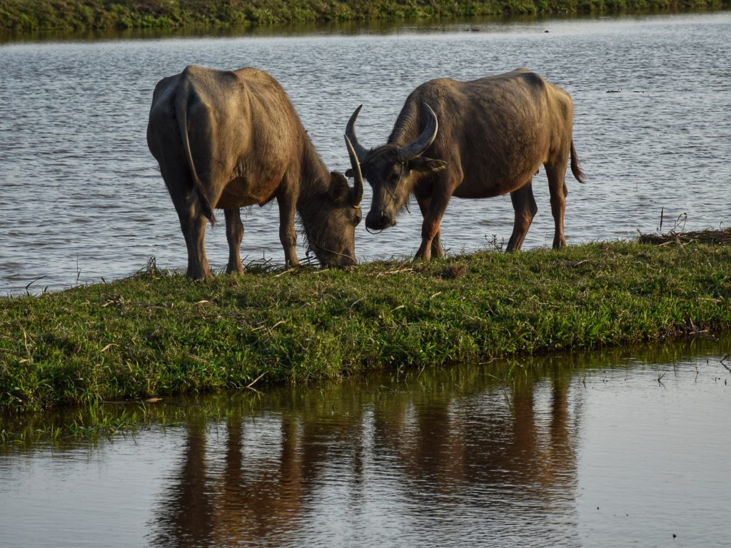 Wasserbüffel neben den überfluteten Reisfeldern